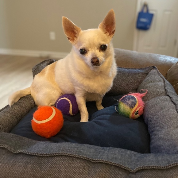 Meet your Posher, Sylvia - Picture 3 of 5